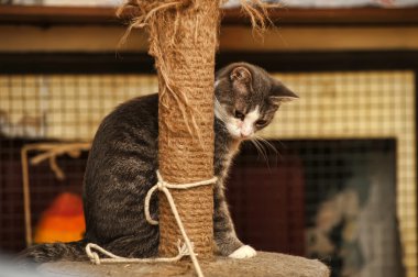 Cat and Scratching Post clipart