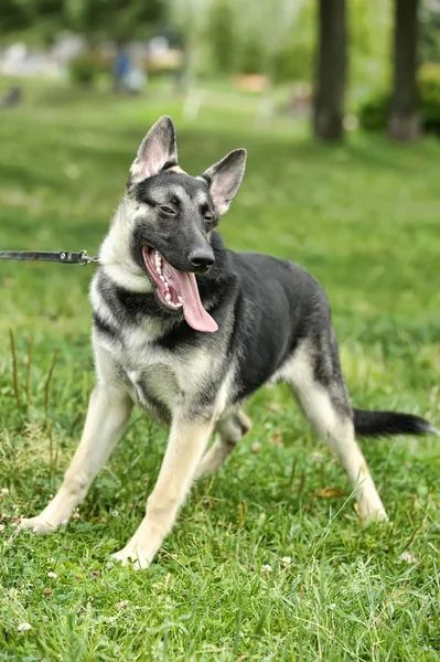 Gyönyörű német juhász kutya szabadban — Stock Fotó