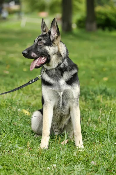 Krásný německý ovčák pes venku — Stock fotografie