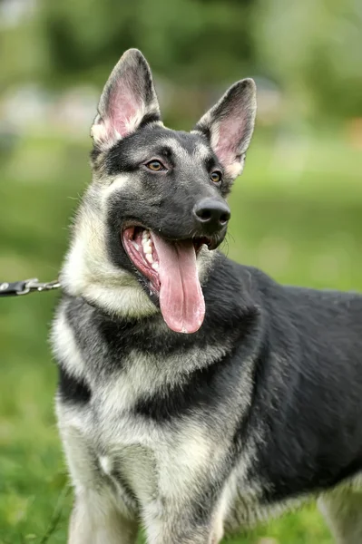 Piękny Owczarek niemiecki pies na zewnątrz — Zdjęcie stockowe