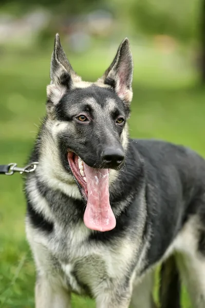 Hermoso perro pastor alemán al aire libre —  Fotos de Stock