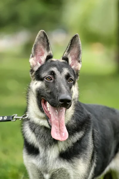 Bellissimo cane pastore tedesco all'aperto — Foto Stock