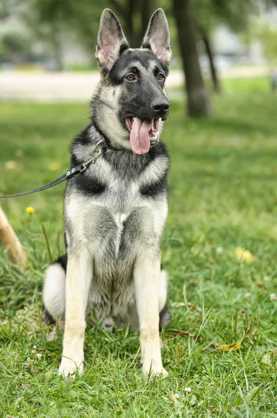 Krásný německý ovčák pes venku — Stock fotografie