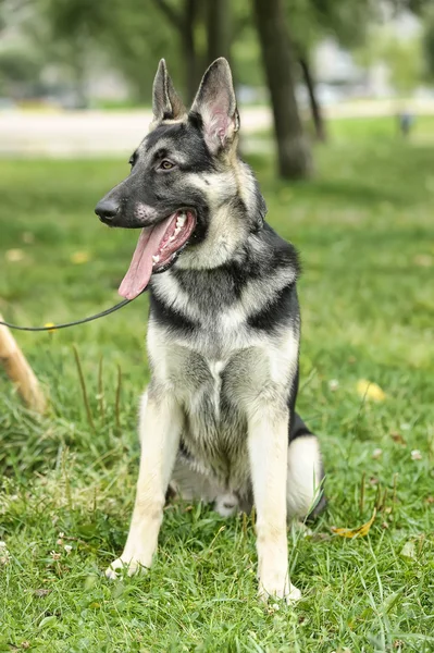 Cão pastor alemão bonito ao ar livre — Fotografia de Stock