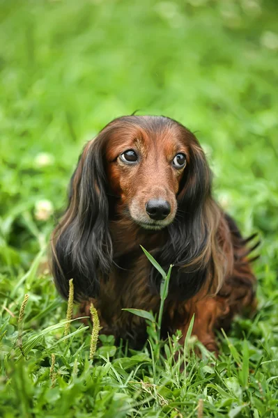 Portrét červené dlouhé vlasy-jezevčík, v trávě — Stock fotografie