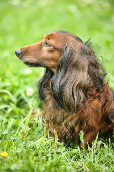 Portrait of Red Long-Haired Dachshund on the Grass — Stock Photo, Image