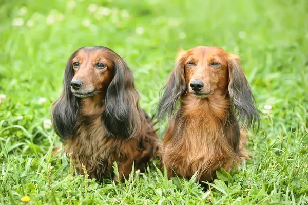 Dois dachshunds. — Fotografia de Stock