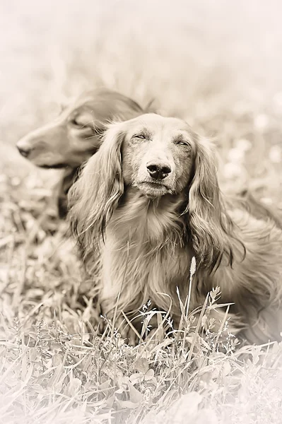 Two dachshunds — Stock Photo, Image