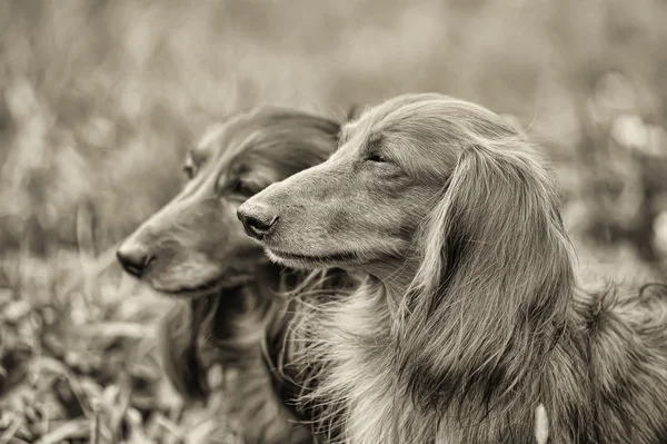 Two dachshunds — Stock Photo, Image