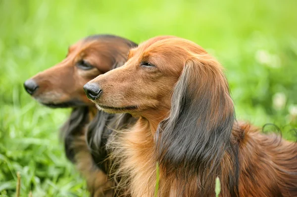 stock image Two dachshunds
