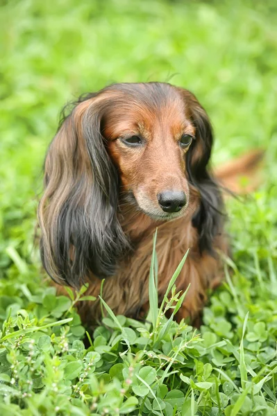 Portrait de teckel à poil long rouge sur l'herbe — Photo