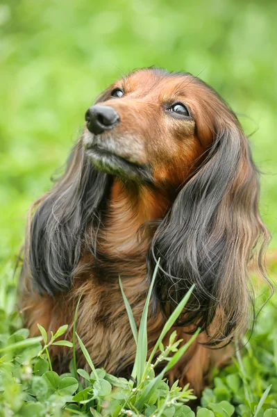 Retrato de Dachshund pelirrojo de pelo largo sobre la hierba — Foto de Stock