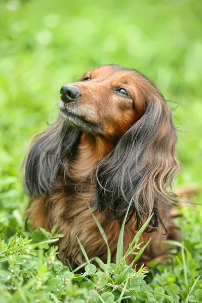 Retrato de Dachshund pelirrojo de pelo largo sobre la hierba —  Fotos de Stock