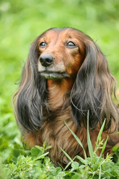 草の上の赤の長い髪のダックスフントの肖像画 — ストック写真
