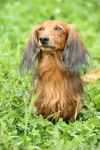 Retrato de Dachshund de cabelos compridos vermelho na grama — Fotografia de Stock
