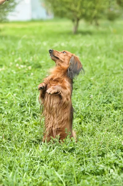 Portrait of Red Long-Hair Dachshund on the Grass — Stok Foto