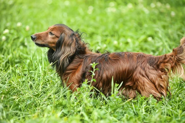 Çimenlerin üzerinde kırmızı uzun saçlı dachshund portresi — Stok fotoğraf