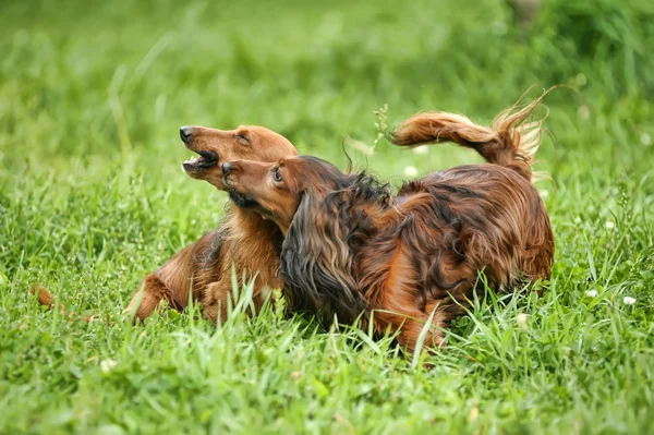 두 dachshunds — 스톡 사진