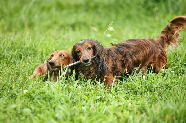 stock image Two dachshunds