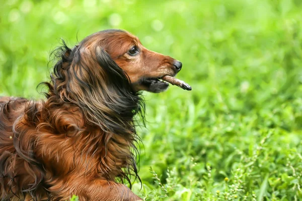 Retrato de Dachshund pelirrojo de pelo largo sobre la hierba — Foto de Stock