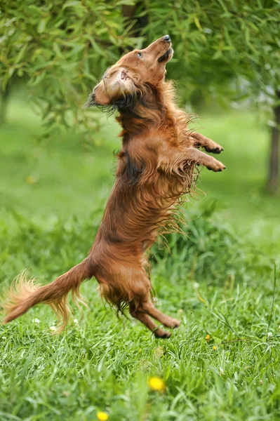 Dackelhund — Stockfoto