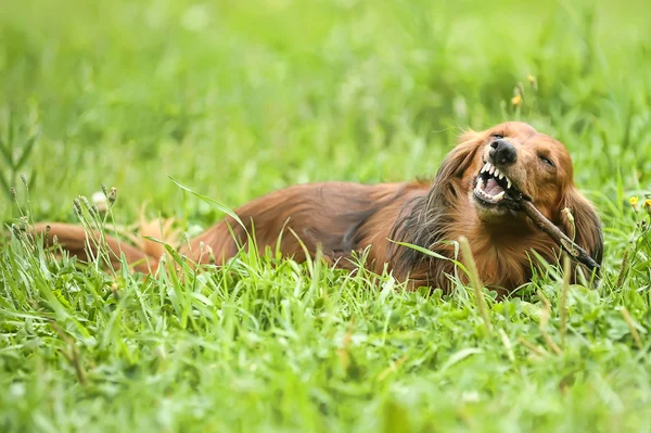 Portret czerwony jamnik długowłosy na trawie — Zdjęcie stockowe