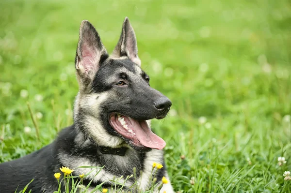 Cão pastor alemão bonito ao ar livre — Fotografia de Stock