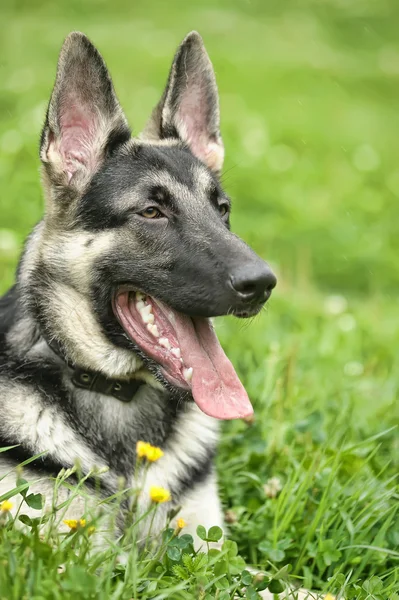 Mooie Duitse herdershond buiten — Stockfoto