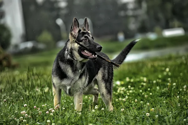 Beautiful German Shepherd Dog outdoors — Stock Photo, Image