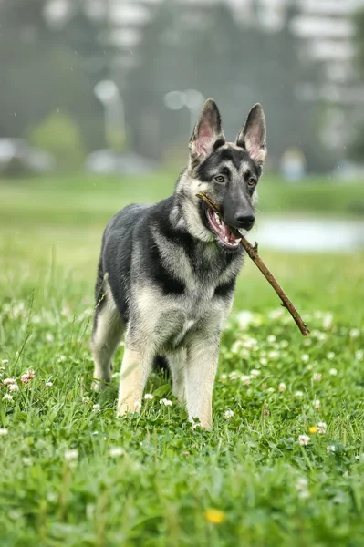 Beau chien berger allemand en plein air — Photo