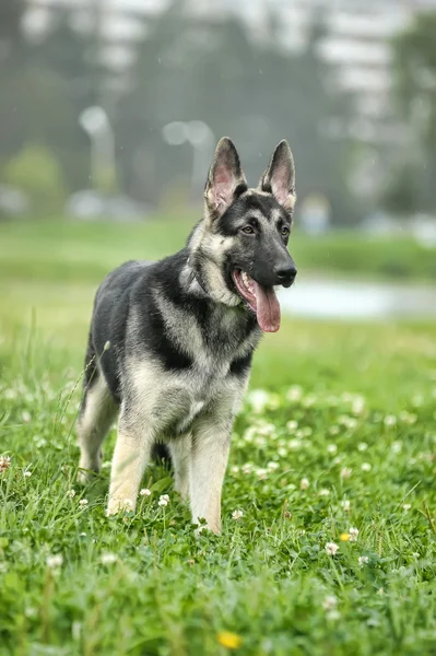 Hermoso perro pastor alemán al aire libre —  Fotos de Stock