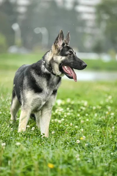Açık havada güzel Alman çoban köpeği — Stok fotoğraf
