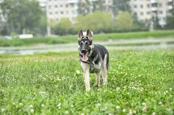 屋外の美しいジャーマン ・ シェパード犬 — ストック写真