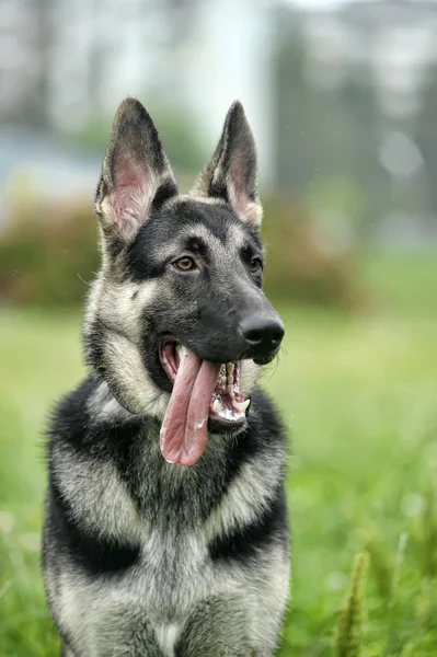 Piękny Owczarek niemiecki pies na zewnątrz — Zdjęcie stockowe