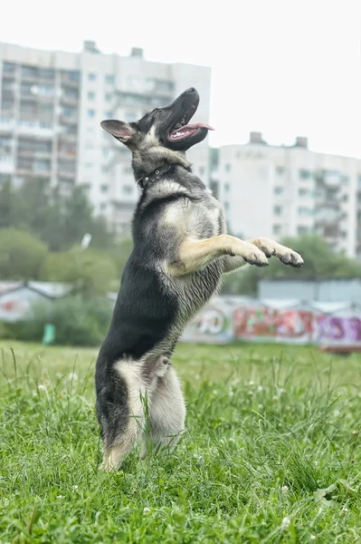 stock image Beautiful German Shepherd Dog outdoors