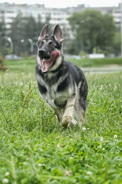 Schöner Schäferhund im Freien — Stockfoto