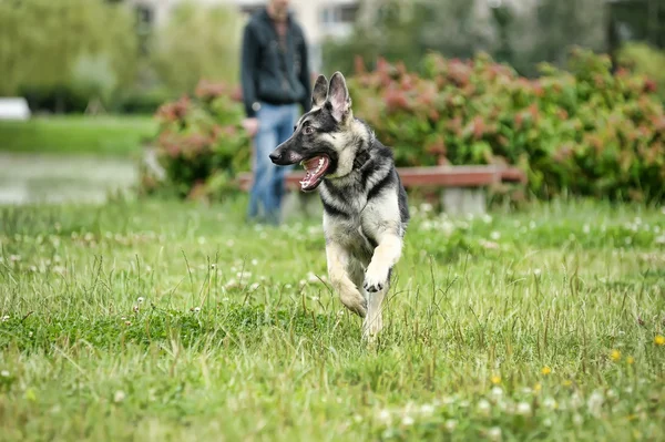 Açık havada güzel Alman çoban köpeği — Stok fotoğraf