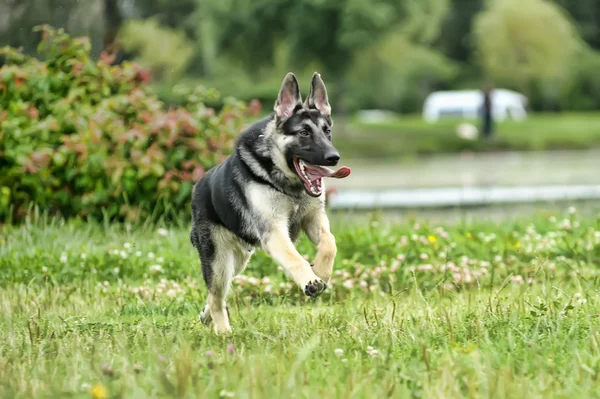 Gyönyörű német juhász kutya szabadban — Stock Fotó
