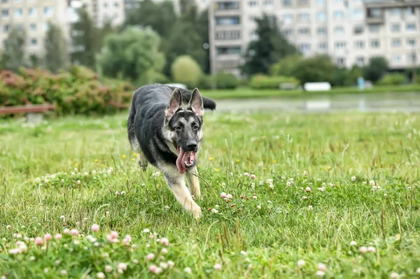 屋外の美しいジャーマン ・ シェパード犬 — ストック写真