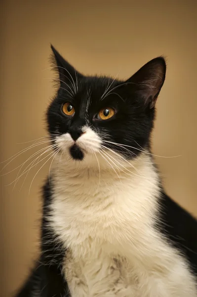 Joven gato blanco y negro —  Fotos de Stock