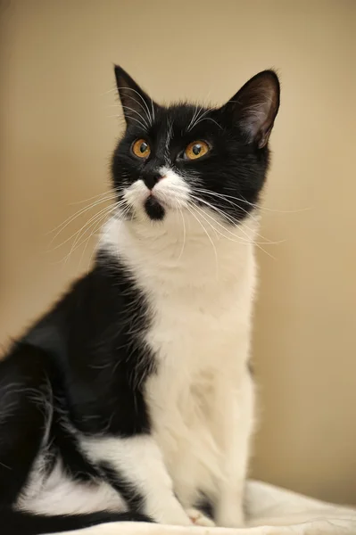 Joven gato blanco y negro — Foto de Stock