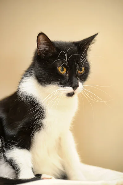 Jovem gato preto e branco — Fotografia de Stock
