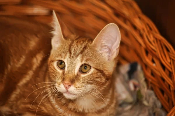 Ginger tabby gato — Foto de Stock