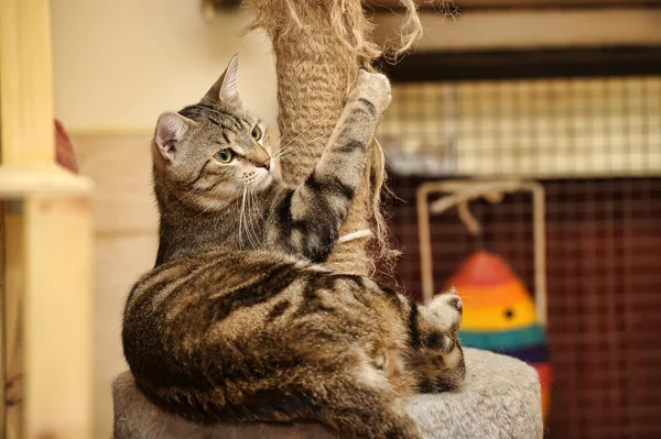 Kočka a poškrábání post — Stock fotografie