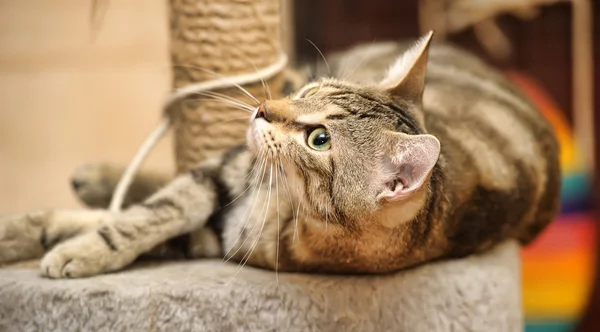 Kat en scratching post — Stockfoto