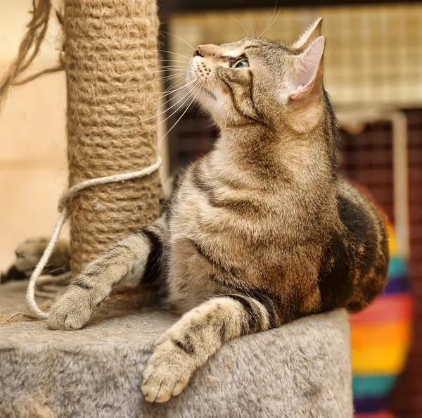 Katt och avlysningen post — Stockfoto
