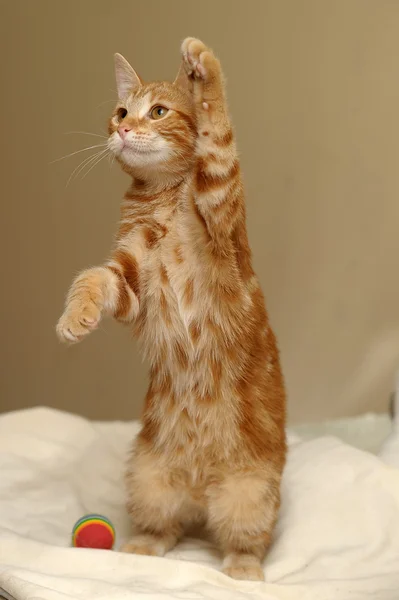 Ginger tabby gato —  Fotos de Stock