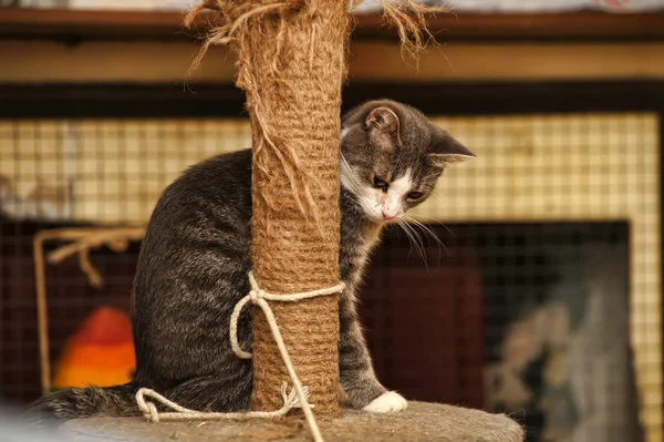 stock image Cat and Scratching Post