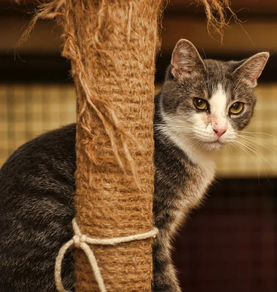 Cat and Scratching Post — Stock Photo, Image