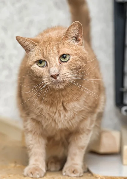 Красная кошка с зелеными глазами смотрит — стоковое фото